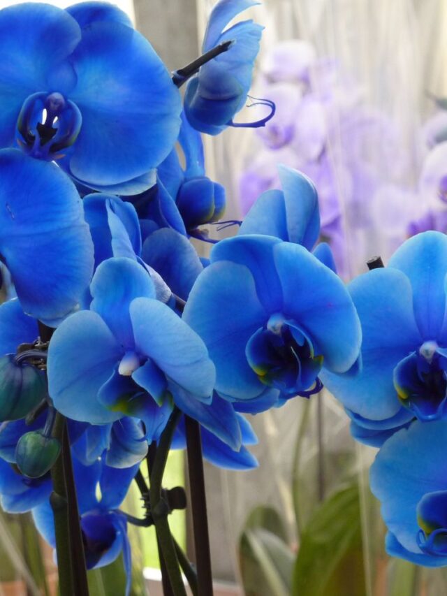 Você Conhece o Segredo das Orquídeas?